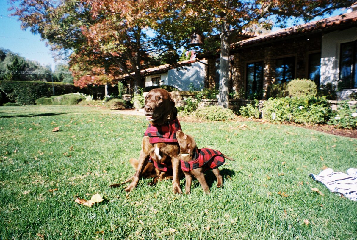 An old chocolate Labrador sits on a sunlit autumn lawn in a red buffalo-plaid coat, looking off to the side. Beside him, a chocolate Lab puppy in a matching plaid coat stands and looks up at him.